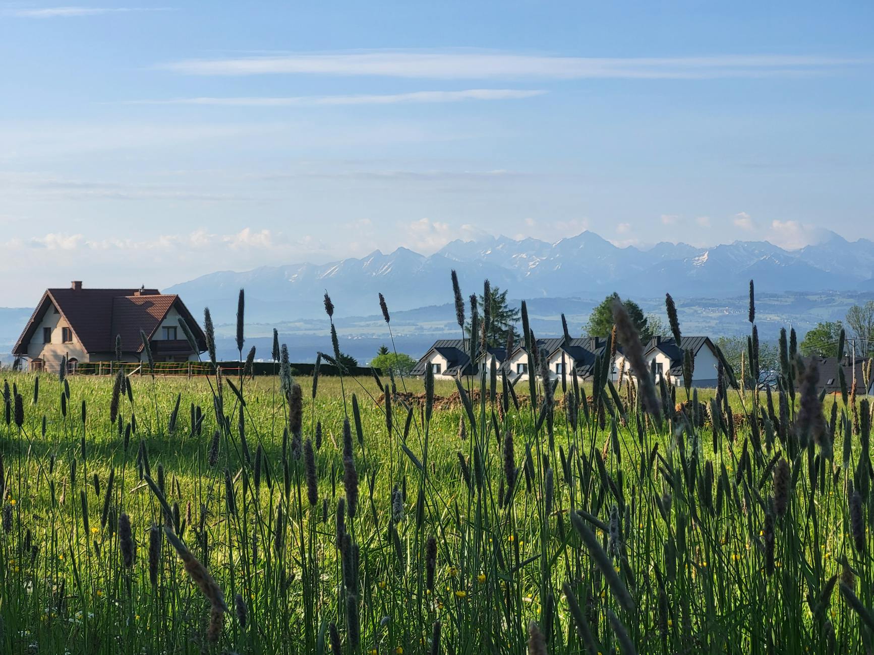 Ilustracja przedstawiająca pyłki roślin unoszące się w powietrzu nad miastem Józefów, nawiązująca do problemu alergii i pylenia.